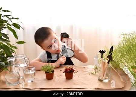 The boy with a magnifying glass in his hand examines the air holes the bottom pot with sprouts. Stock Photo