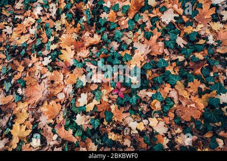 Autumn season leafs, orange and yellow color. Abstract background. Stock Photo