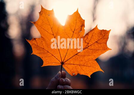 Single orange maple leaf during the sunset in the autumn season. Stock Photo