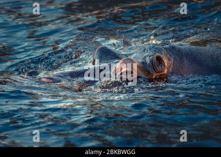 Portrait of the hippopotamus animal submerged in the water. Stock Photo