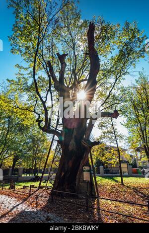 One of the oldest tree in Poland. Almost 1000 year old Oak tree named Mieszko I located in Warsaw. Stock Photo