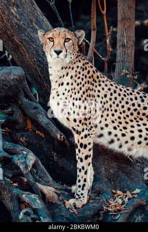 Unique portrait of the Cheetah on the tree in the wild looking to the camera. Stock Photo