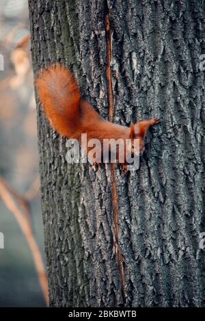 Red Squirrel on the oak tree holding to the wood bark Stock Photo