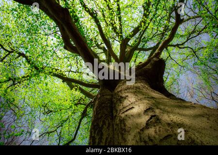 Spring Growth on a Beech Tree  in an English Woodland Stock Photo