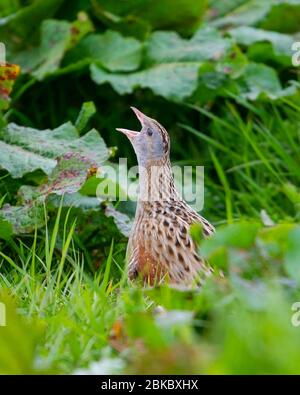 Corncrake calling male, Balranald nature reserve, North Uist, Scotland. Stock Photo