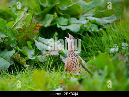 Corncrake calling male, Balranald nature reserve, North Uist, Scotland. Stock Photo