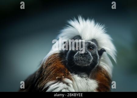 Portrait of a punk monkey Stock Photo