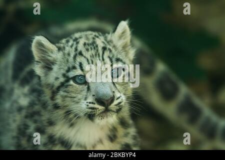 Portrait of young snow leopard Stock Photo