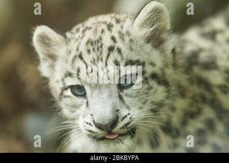 Portrait of young snow leopard Stock Photo