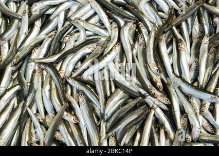 Small Fish Anchovyhamsi Measured Metal Tape Stock Photo 1282236817