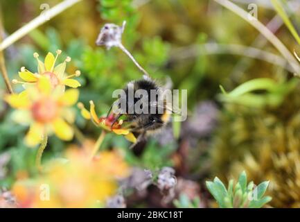 close up of Bombus ruderarius, commonly known as the red shanked carder bee Stock Photo