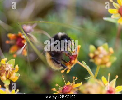 close up of Bombus ruderarius, commonly known as the red shanked carder bee Stock Photo