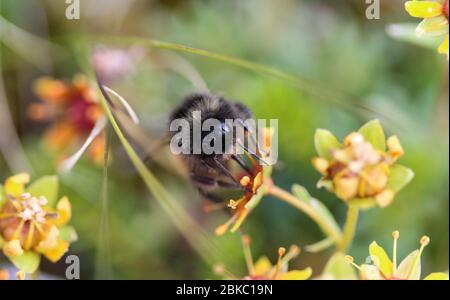 close up of Bombus ruderarius, commonly known as the red shanked carder bee Stock Photo