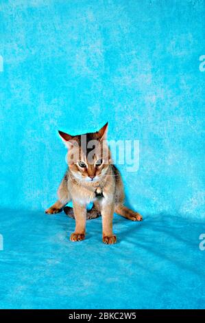 rare chausie cat on background in a lovely cat show Stock Photo