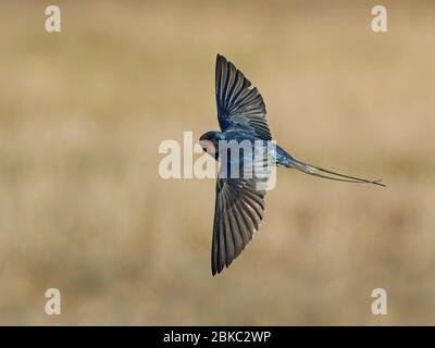 Barn swallow in its habitat in Denmark Stock Photo