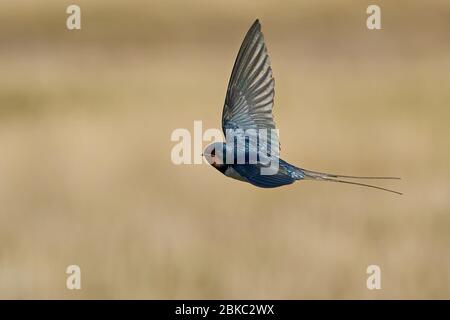 Barn swallow in its habitat in Denmark Stock Photo