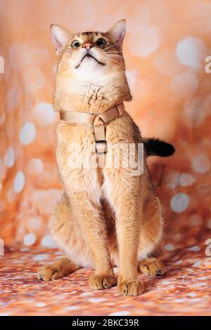 rare chausie cat on background in a lovely cat show Stock Photo