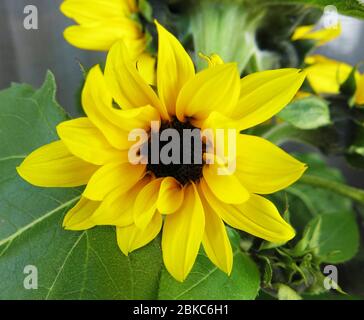Yellow sunflower (Helianthus) blooming. Stock Photo
