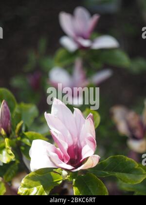 Purple flowers on Magnolia 'Liliflora Nigra' Stock Photo