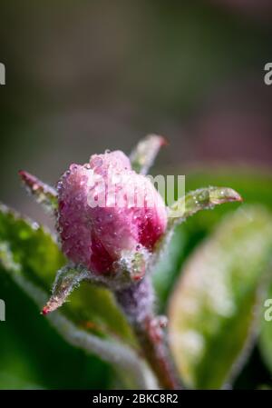 wet pink flower on blurry background Stock Photo