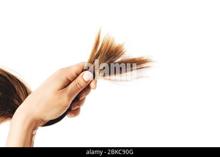Woman hand holding damaged hair isolated on white background. Stock Photo