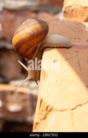 A snail with an ant on its back creeps down a brick wall Stock Photo