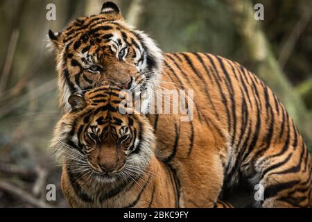 mating of two tigers in the forest Stock Photo