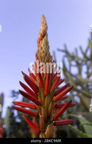 Close up central perspective image of aloe vera bud, blossoming. Stock Photo