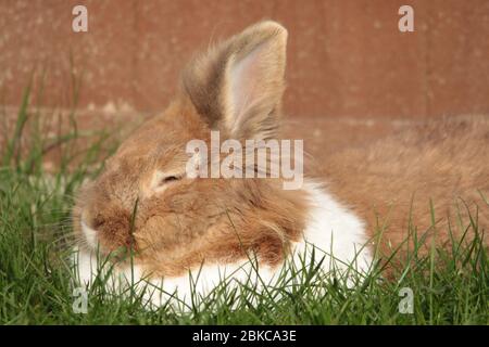 dutch rabbit laid in the grass Stock Photo