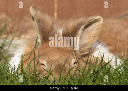 dutch rabbit laid in the grass Stock Photo