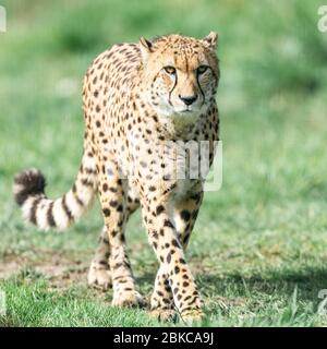 A Guepard walks on the meadow Stock Photo