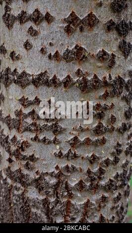 Full frame shot of barks of a tree Stock Photo