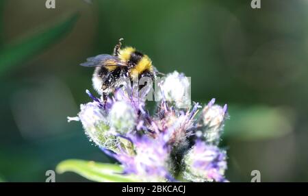 close up of Bombus cryptarum, also know as the cryptic bumblebee Stock Photo
