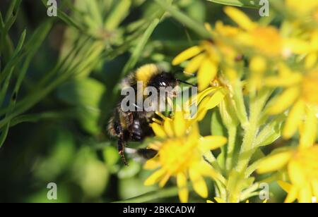 close up of Bombus cryptarum, also know as the cryptic bumblebee Stock Photo