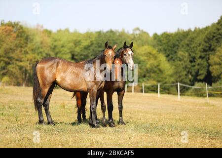 Three young stallions on pasture in hot summer day. Sport horses for jumping Stock Photo