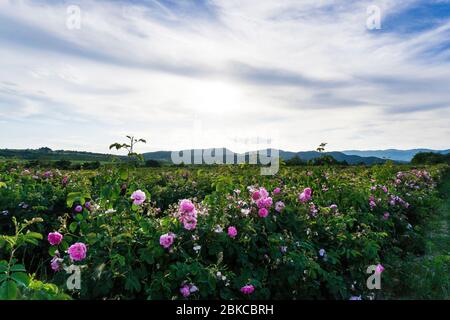 Bulgaria Stock Photo