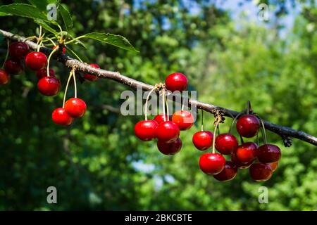 Cherry season in Bulgaria Stock Photo