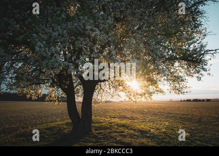 White cherry tree bloom, beautiful spring tree flowers clos-up, blooming tree branch inbright sunset light Stock Photo