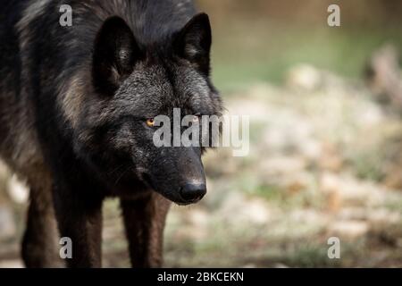 Portrait of timberwolf in the forest Stock Photo