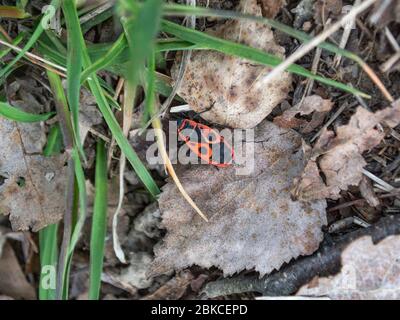 European firebug on the ground, Pyrrhocoris apterus Stock Photo