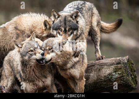 Family of grey wolf in the forest Stock Photo