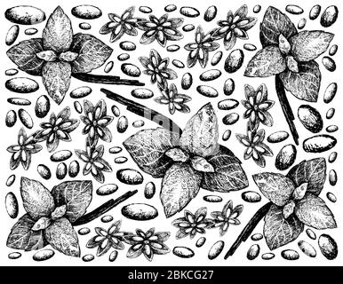 Herbal Plants, Hand Drawn Illustration of Star Anise, Star Aniseed or Illicium Verum and Basil Used for Seasoning in Cooking. Stock Photo