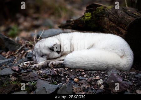 Polar fox sleeping in the forest Stock Photo