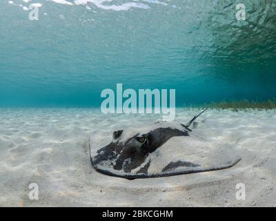 Southern stingray buried in sand. Stock Photo