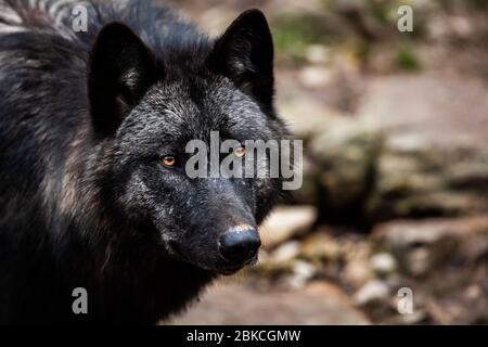 Portrait of timberwolf in the forest Stock Photo