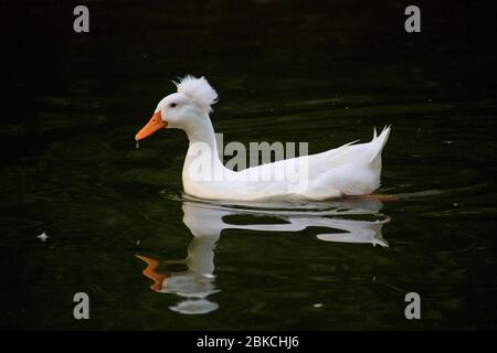 Roman Tufted Goose Stock Photo