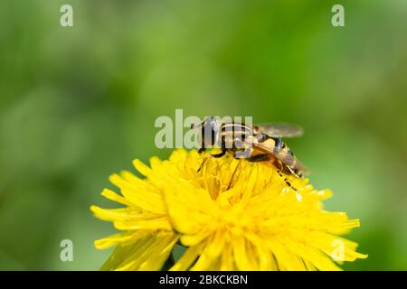 Narrow Headed Marsh Fly on Dandelion Flower Stock Photo
