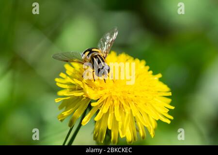 Narrow Headed Marsh Fly on Dandelion Flower Stock Photo