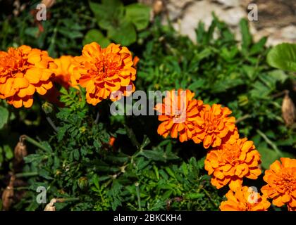 Bosnia and Herzegovina, Mostar - June 2018: Marigolds blooming in the sun Stock Photo