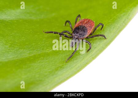 Deer tick on green leaf. Ixodes ricinus or scapularis. Close-up of parasitic mite crawling on natural plant. Carrier of viral and bacterial infections. Stock Photo